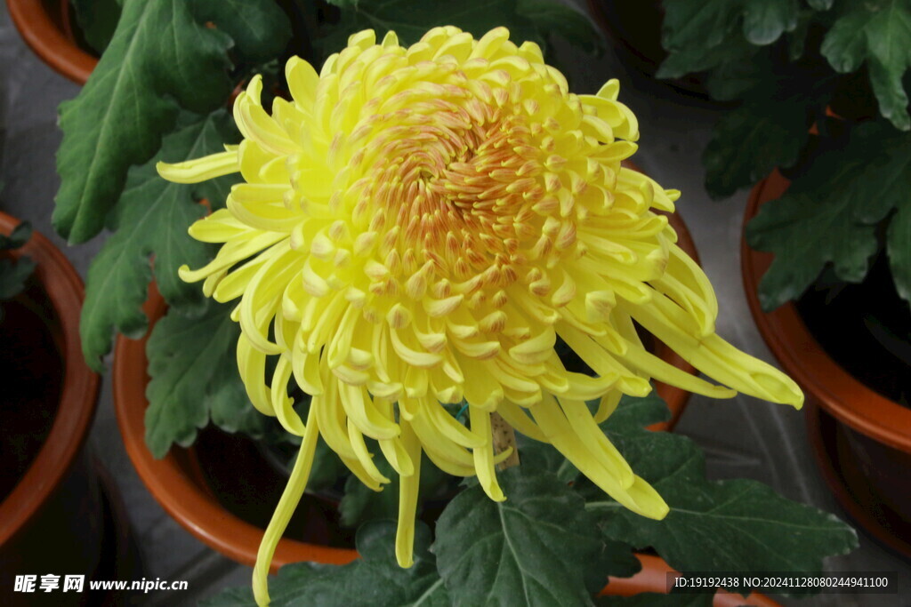 菊花 