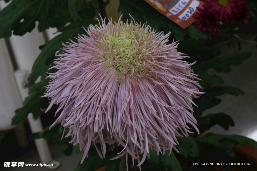 菊花 