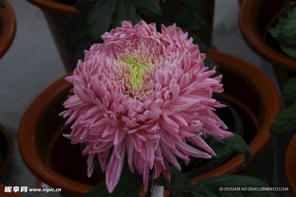 菊花 