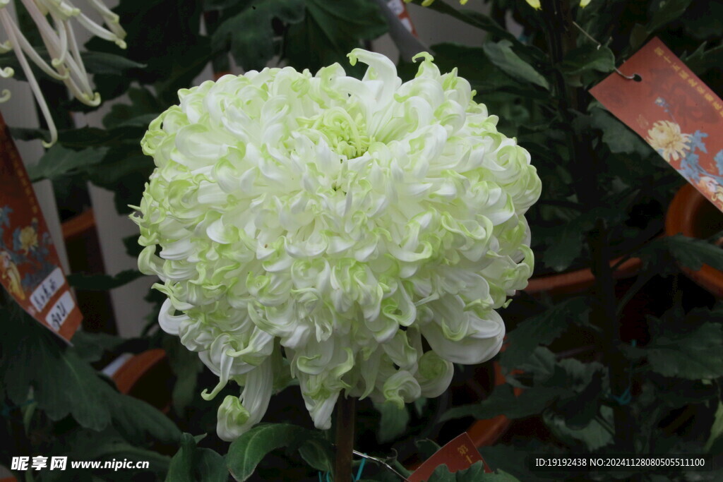 菊花  