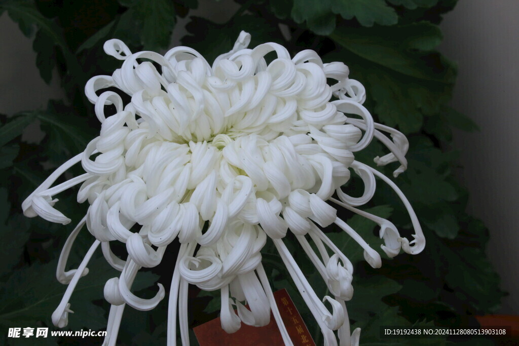 菊花  