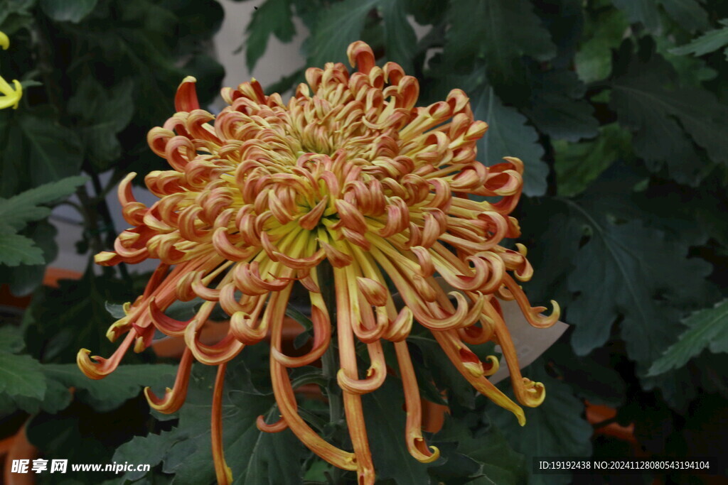 菊花  