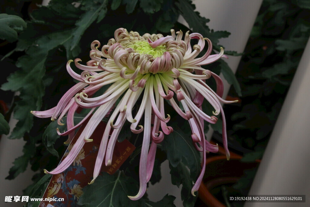 菊花  