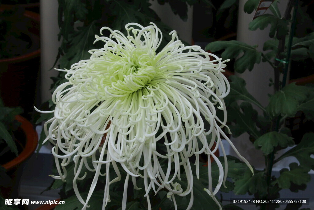菊花 