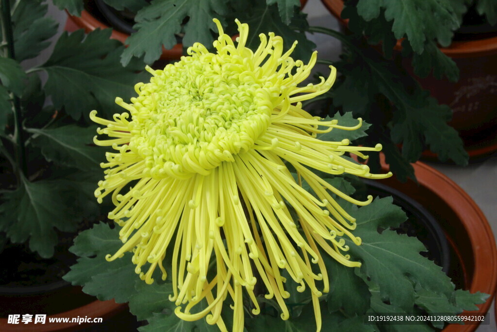 菊花  