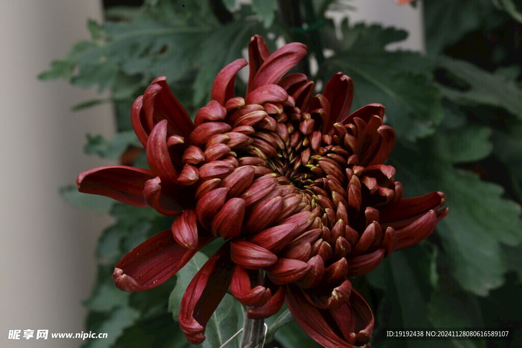 菊花  