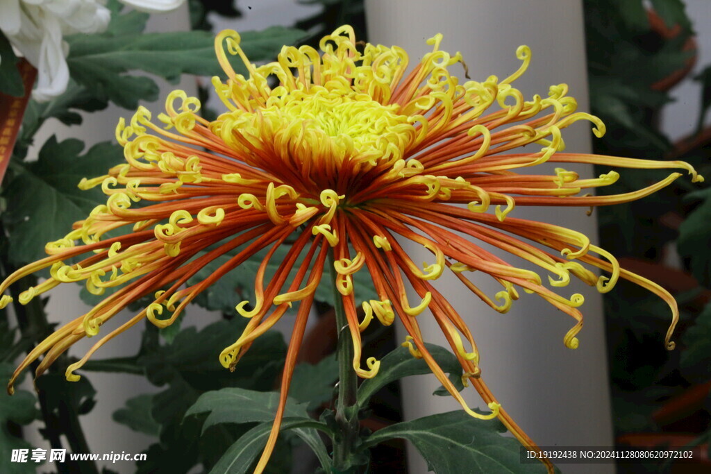 菊花  
