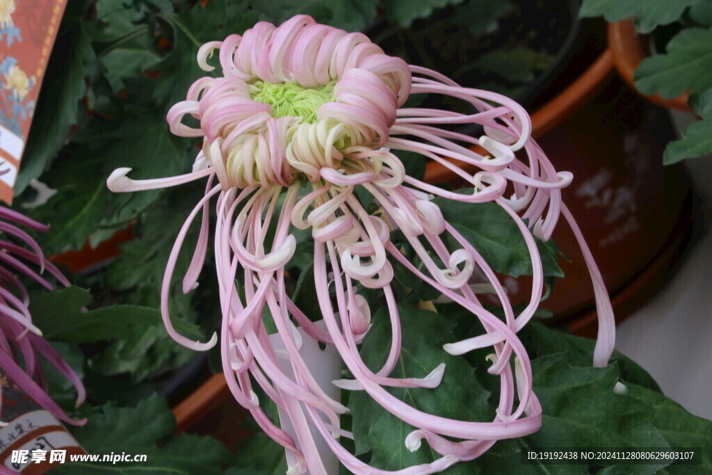 菊花  
