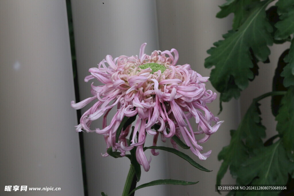 菊花  
