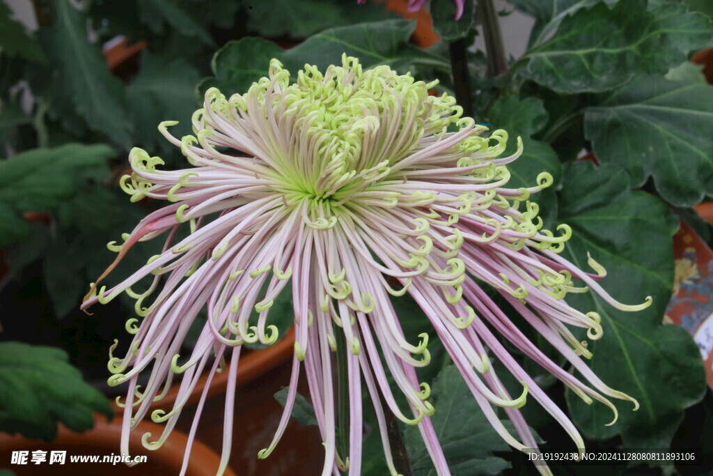 菊花  