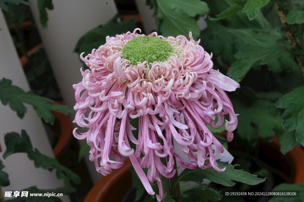 菊花 