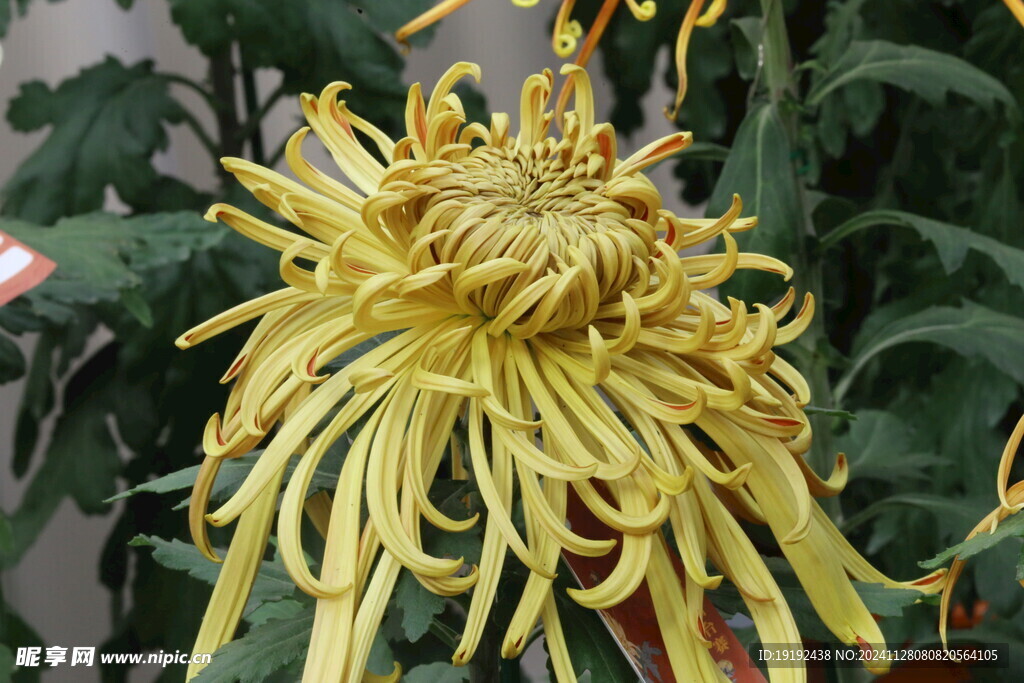 菊花  