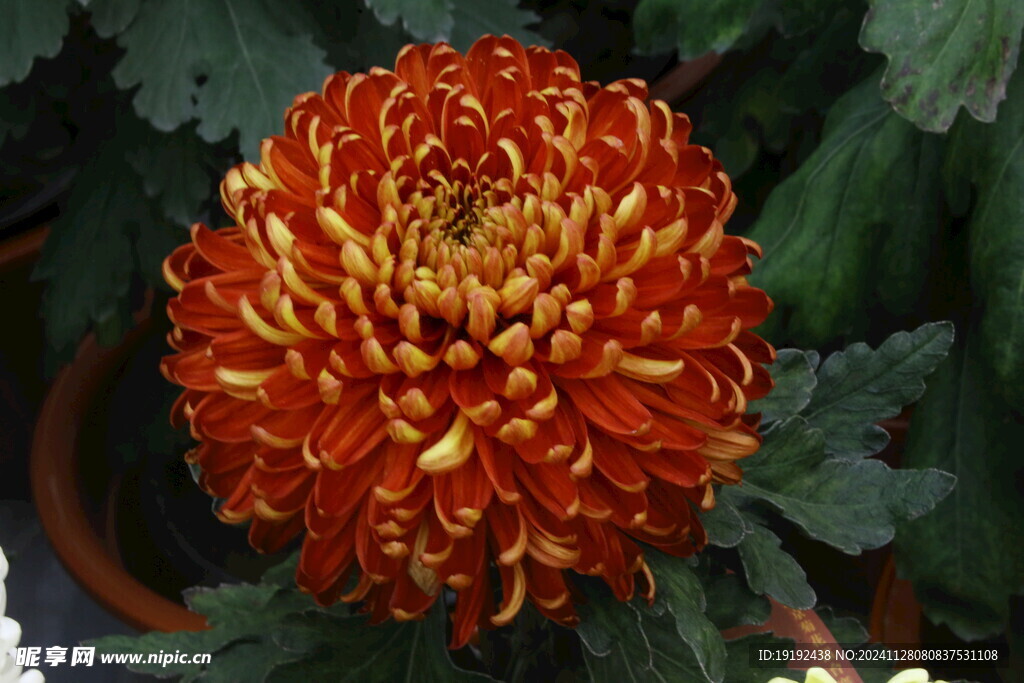 菊花 