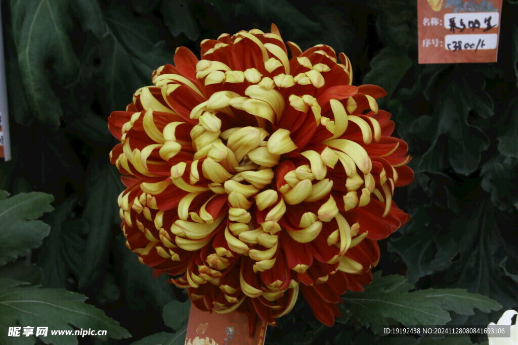 菊花 
