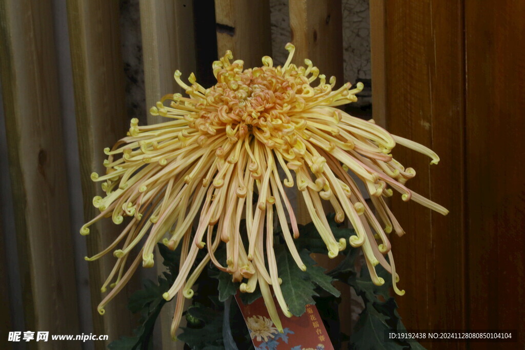 菊花  