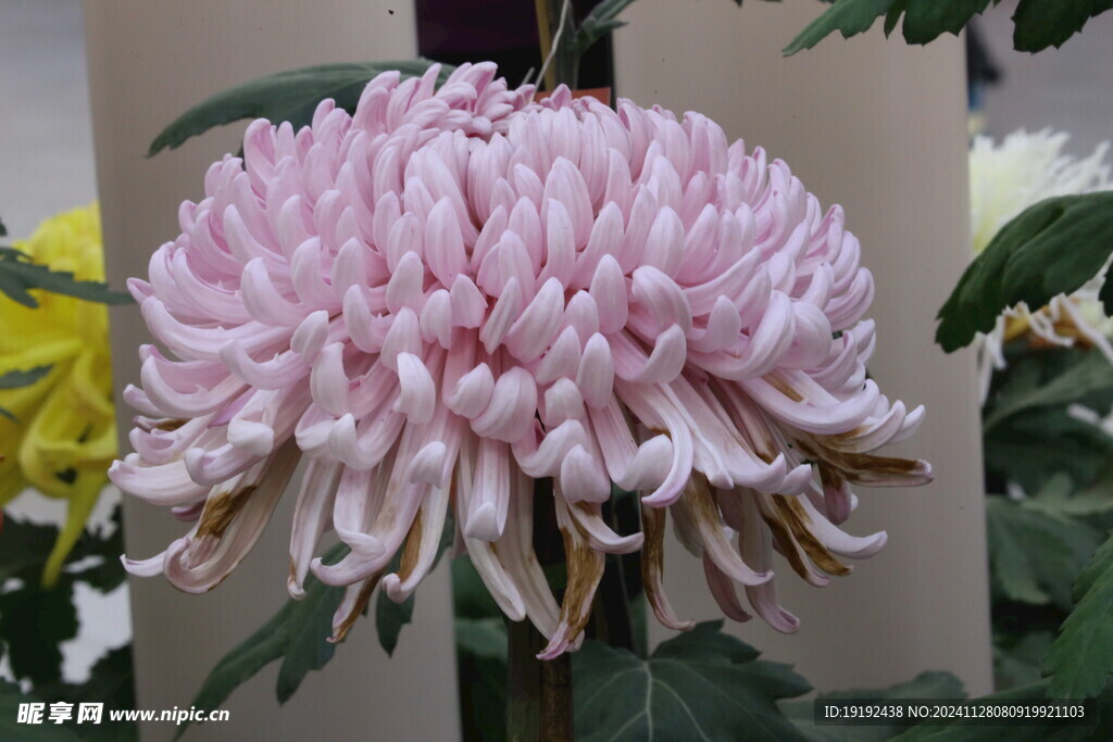 菊花  