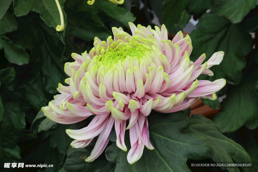 菊花  
