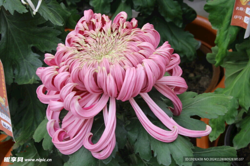 菊花  