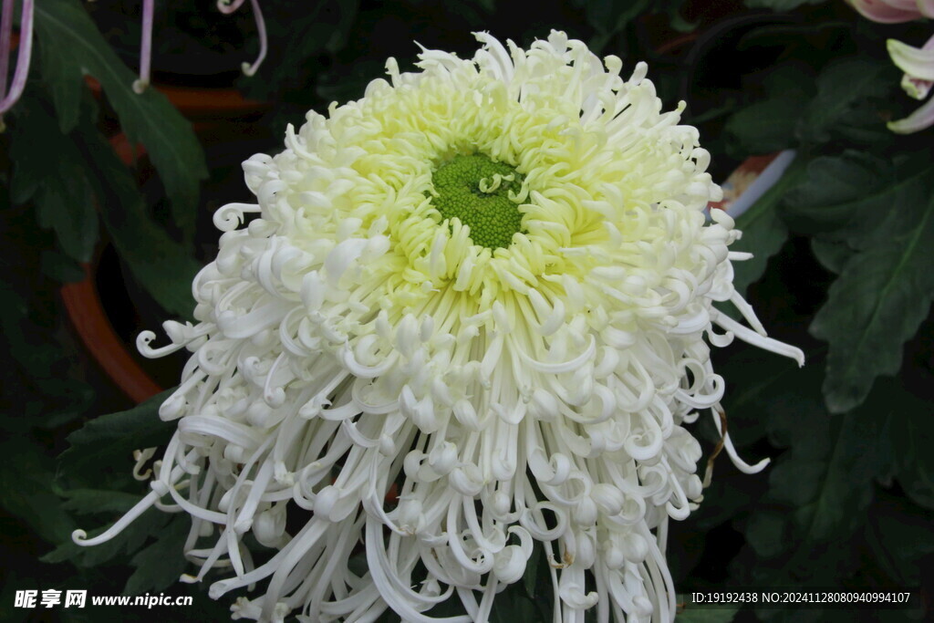 菊花  