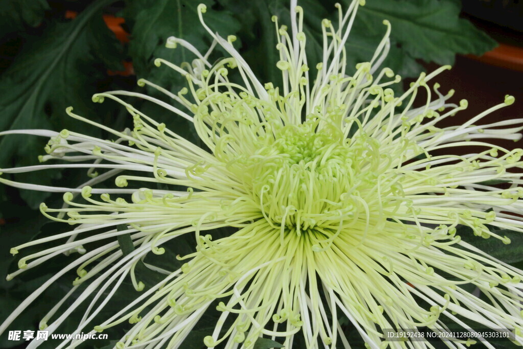菊花 