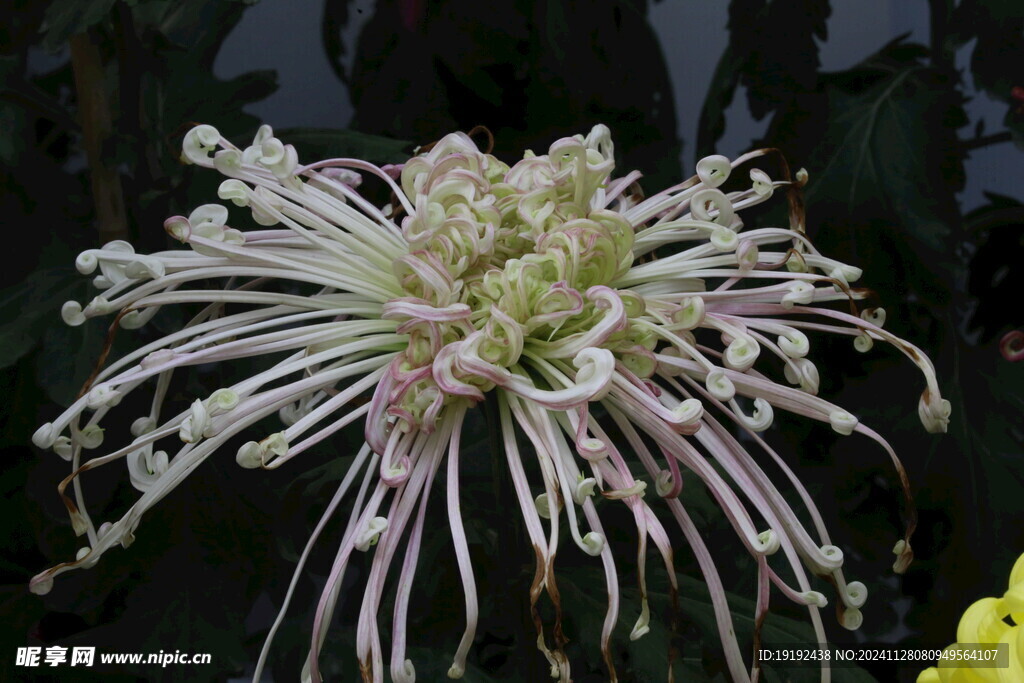 菊花  