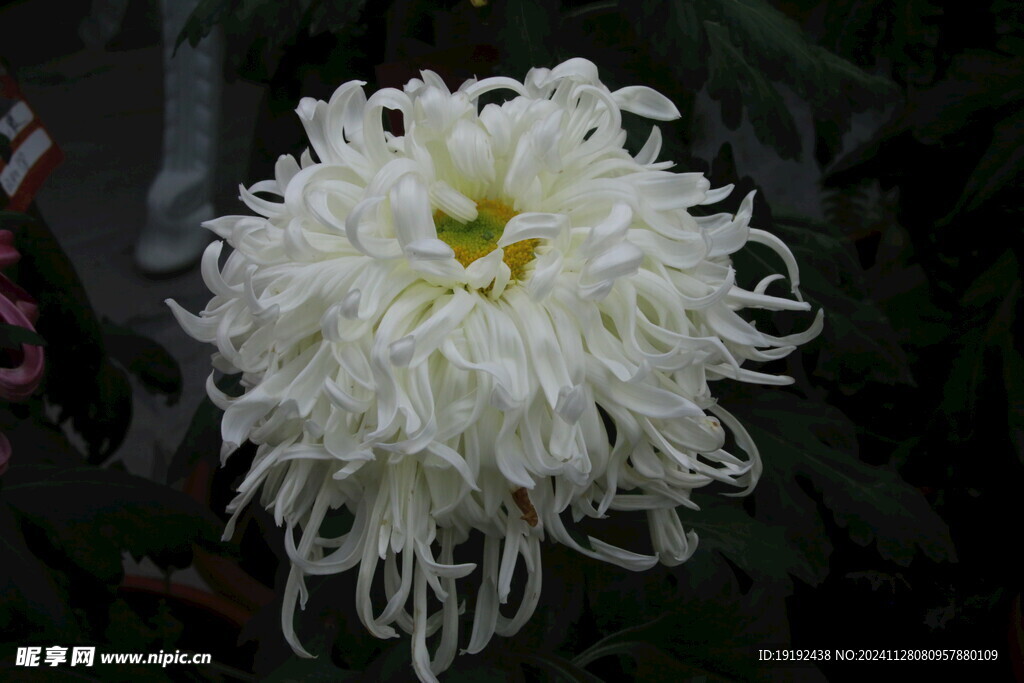 菊花  