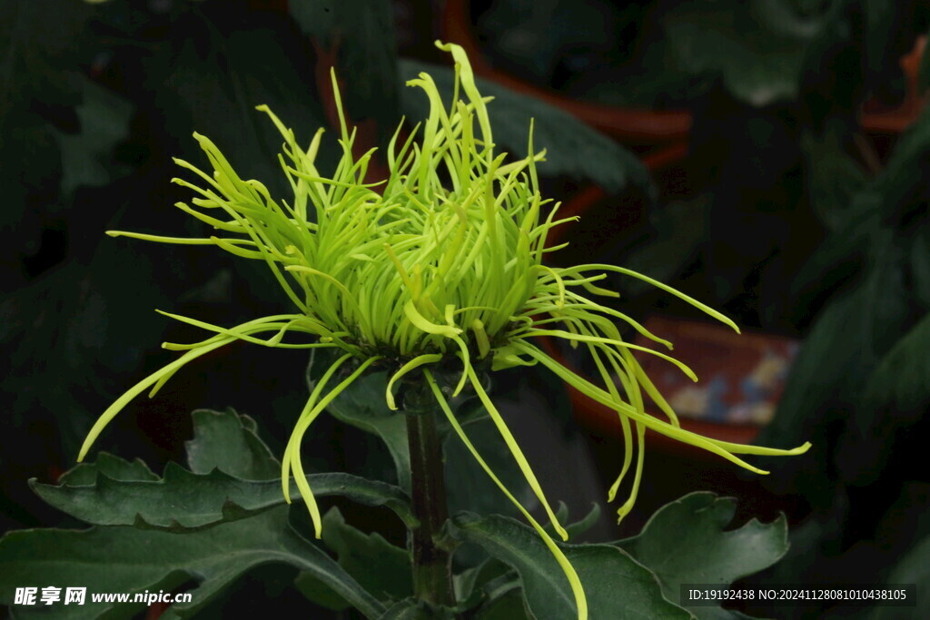 菊花  