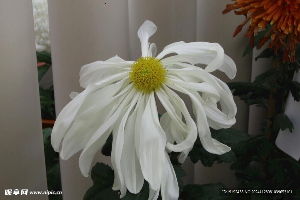 菊花  