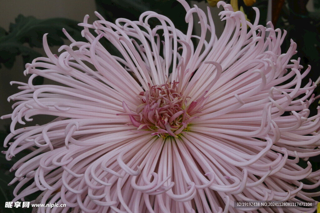 菊花  
