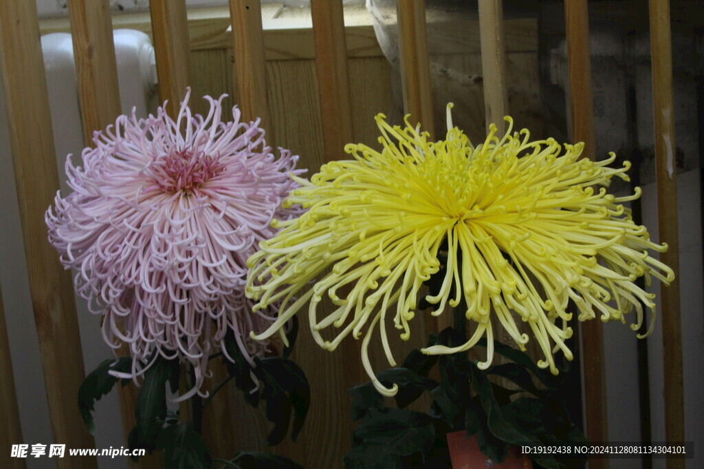 菊花  