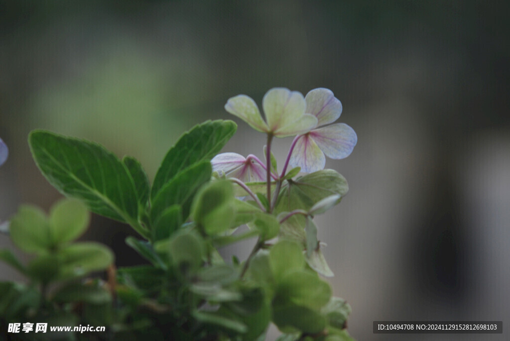 绣球花花瓣