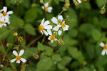 野菊花