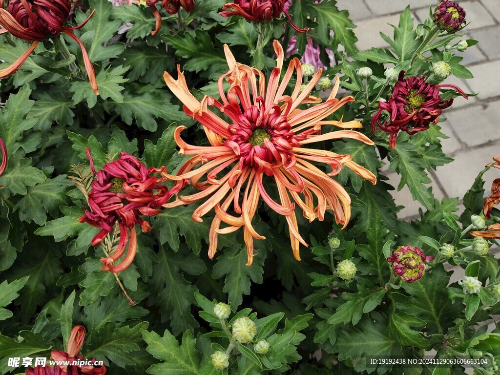 菊花 