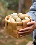 野鸡蛋