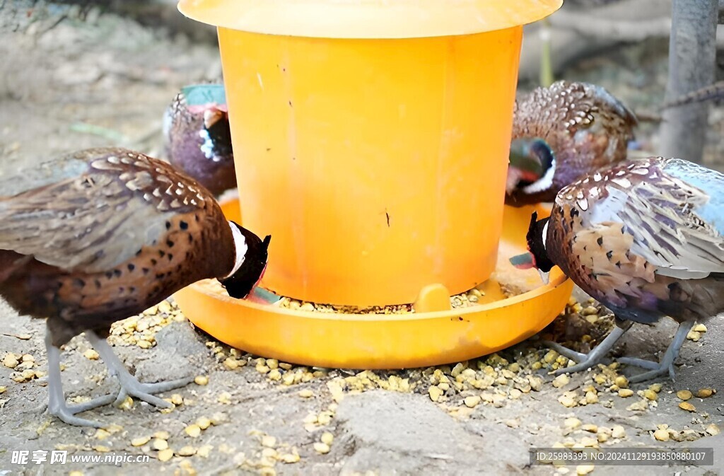 野鸡