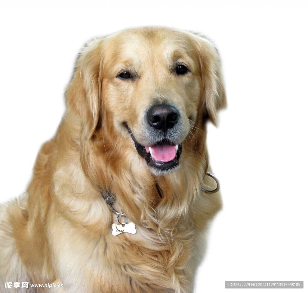 金毛寻回犬