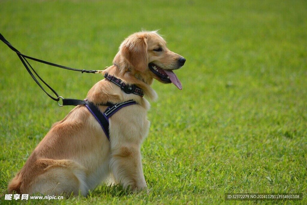 金毛寻回犬