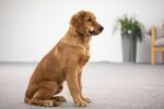 金毛寻回犬