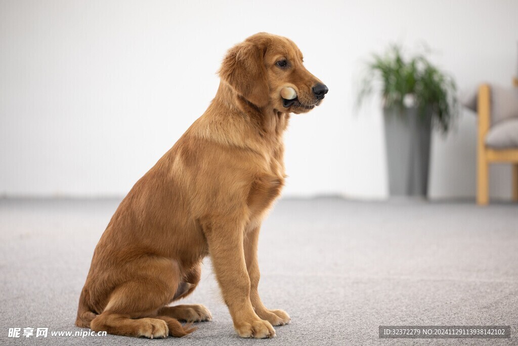 金毛寻回犬
