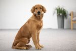 金毛寻回犬