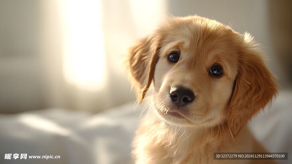 金毛寻回犬