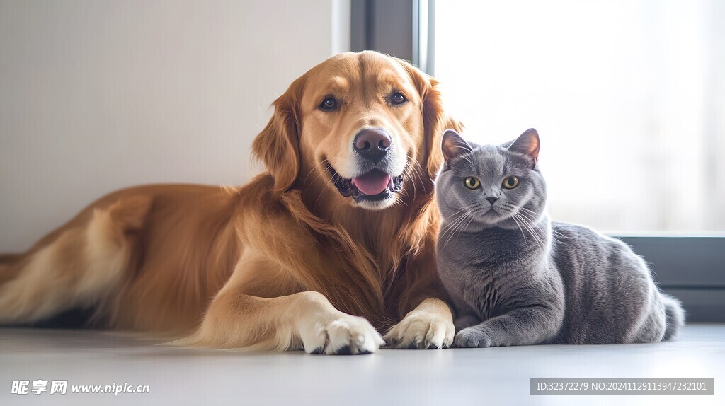 金毛寻回犬