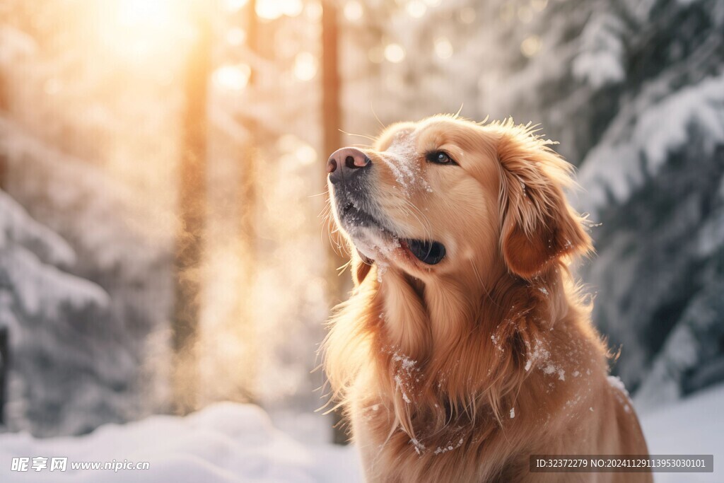 金毛寻回犬