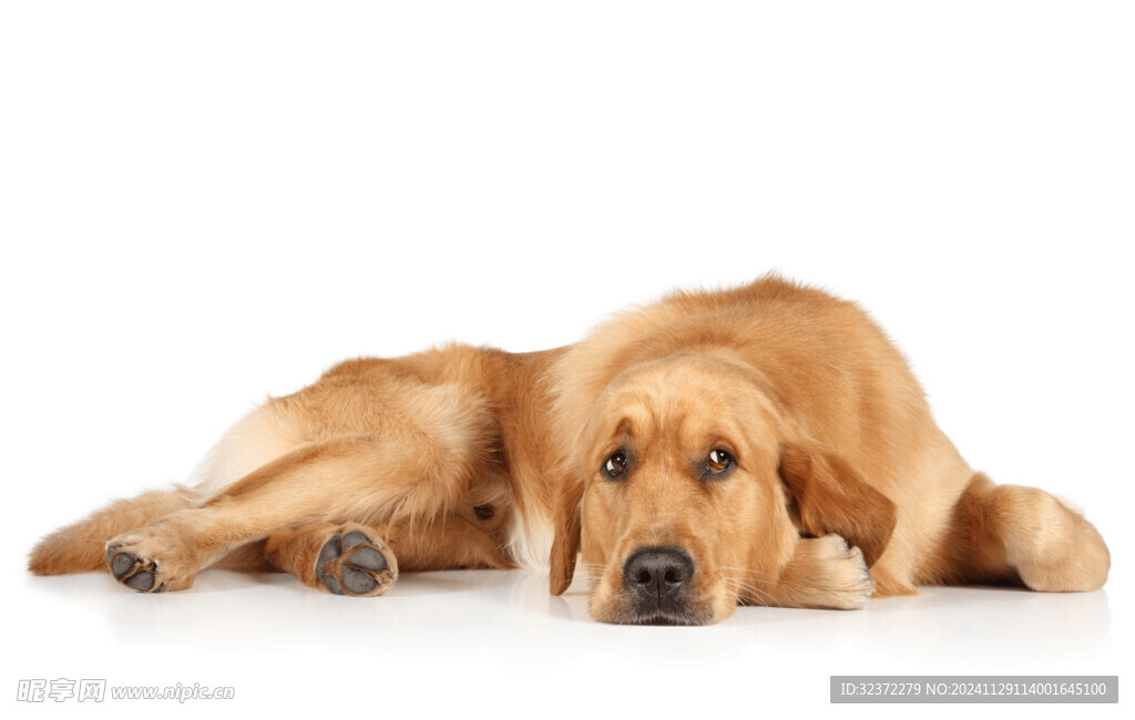 金毛寻回犬