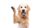 金毛寻回犬