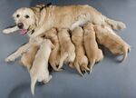 金毛寻回犬