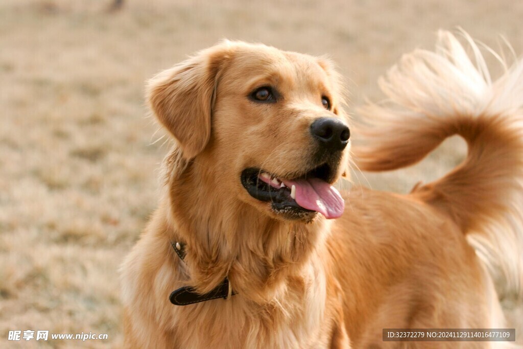 金毛寻回犬