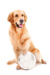 金毛寻回犬