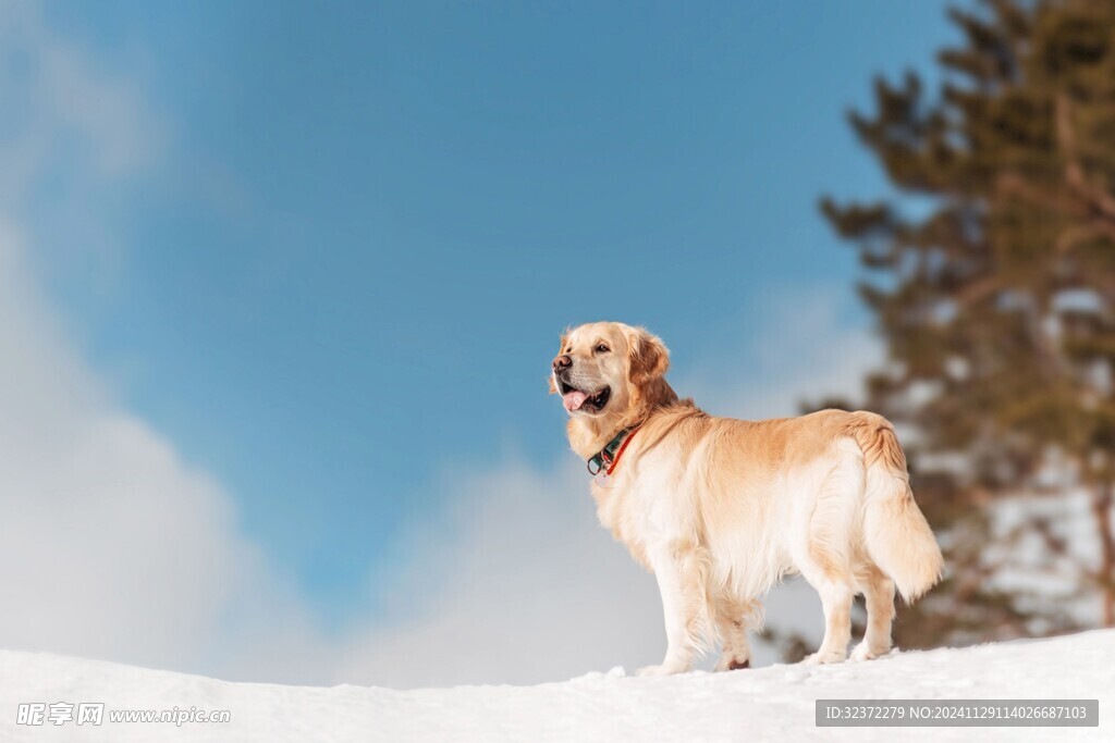 金毛寻回犬