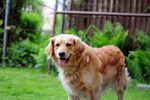 金毛寻回犬
